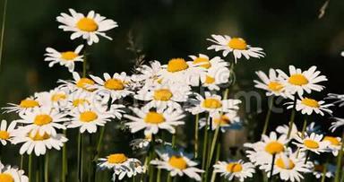 春风拂面草地上的白色玛格丽特或雏菊花